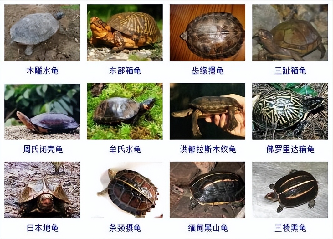 观赏龟品种大全及图片,观赏龟的种类和介绍大全