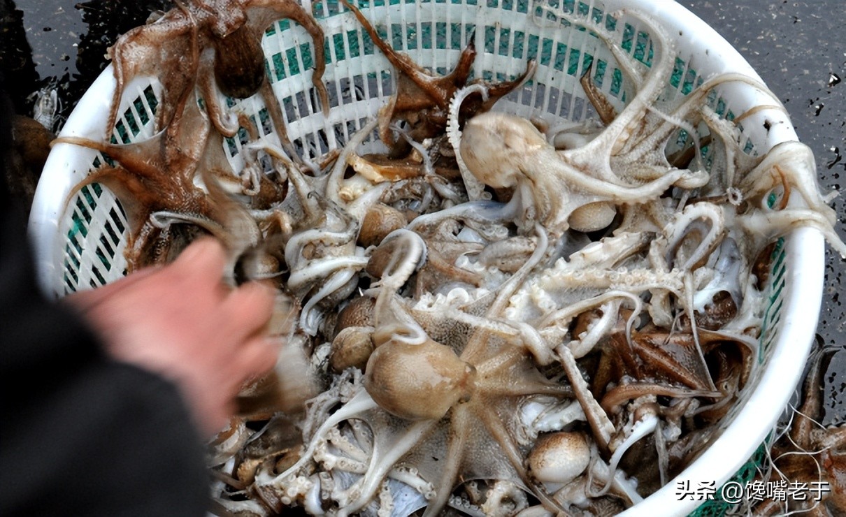 夏天旅游海鲜推荐哪些,冬季吃海鲜去哪旅游比较好吃