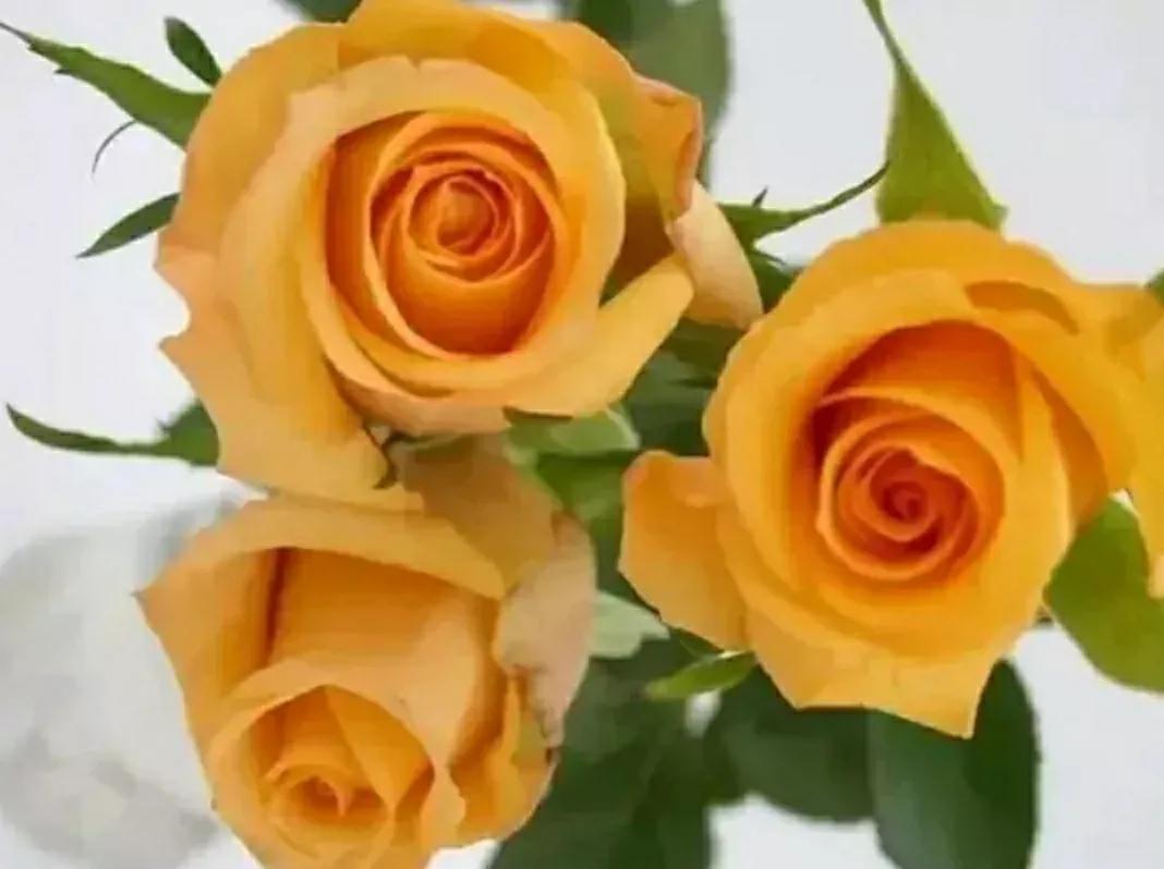 月季蔷薇玫瑰三者的区别图,蔷薇月季玫瑰的区别和联系