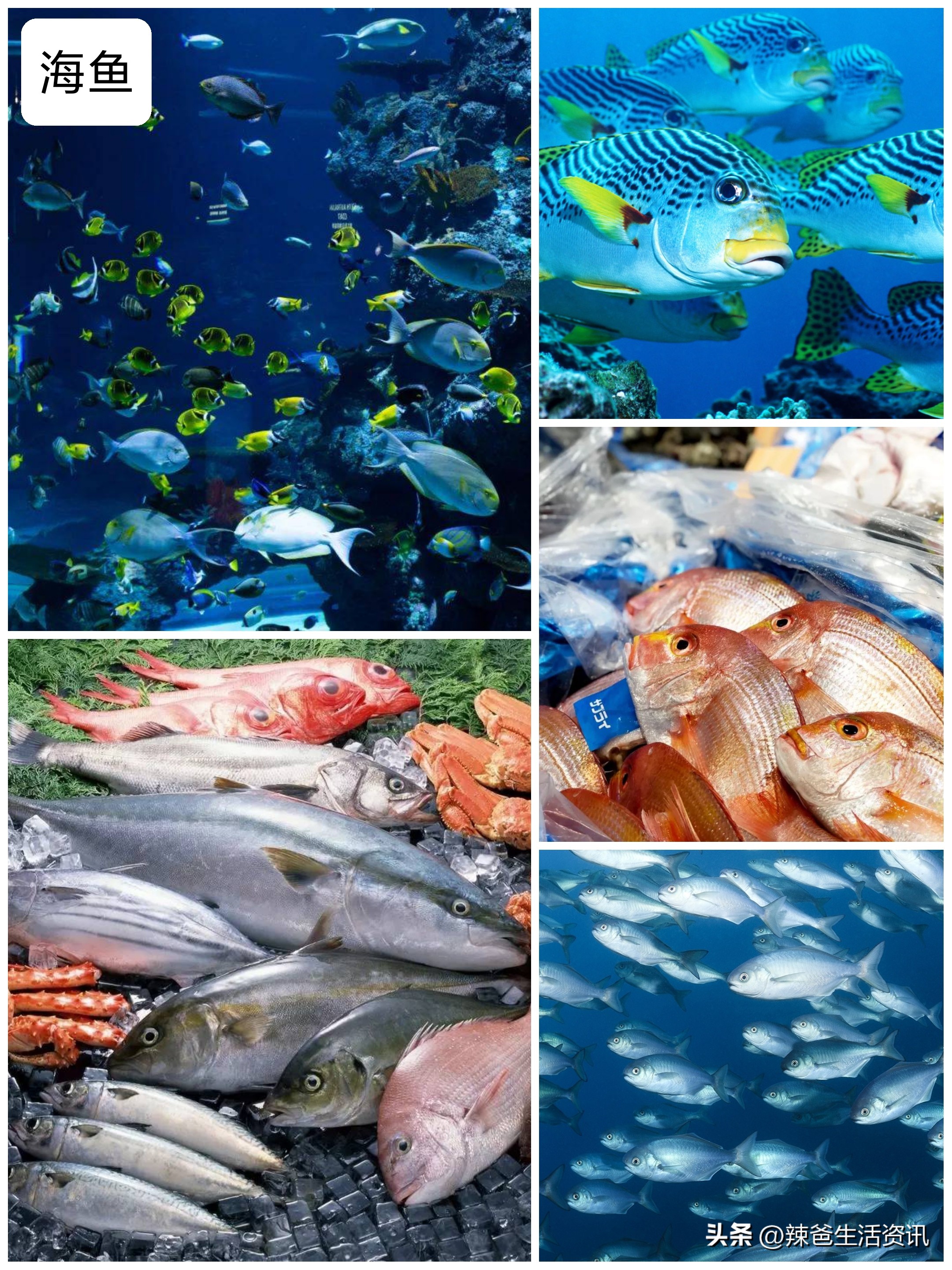 好吃的常见海鱼,比较好吃又便宜的海鱼有哪些