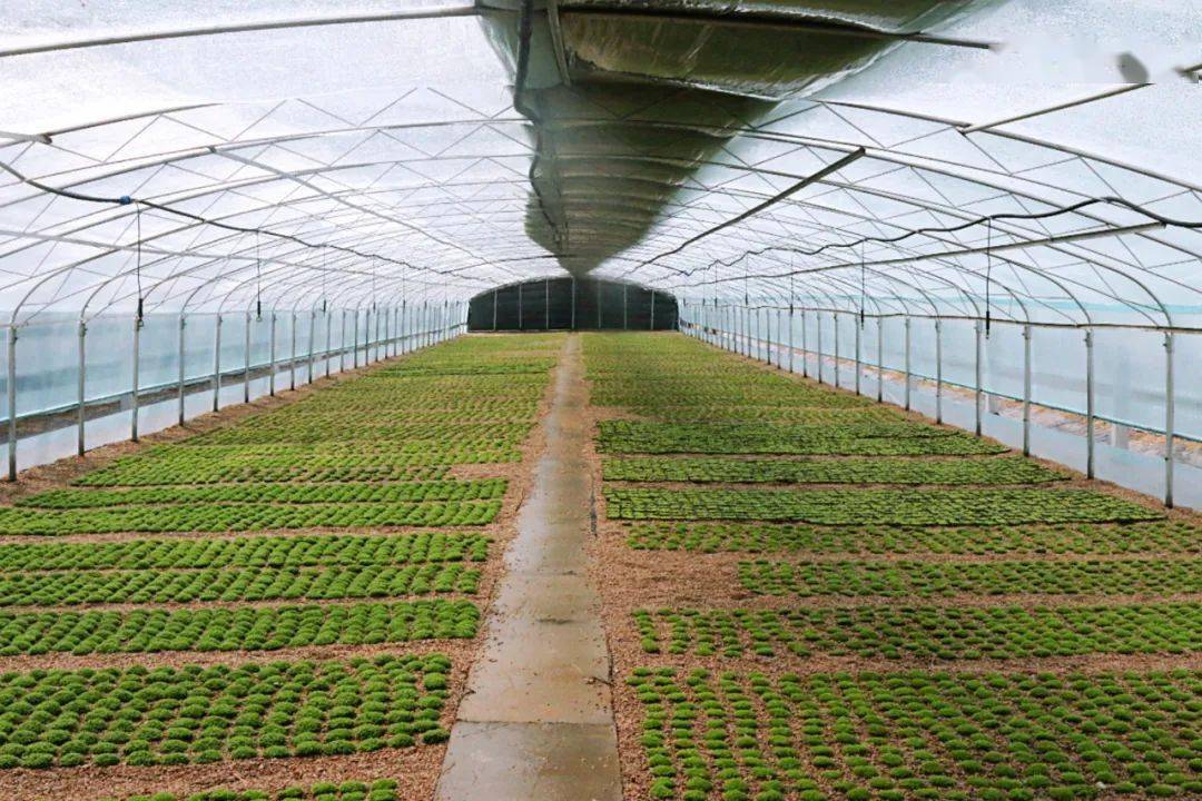 造景水草养殖一亩利润多少,老缸生态养鱼造景