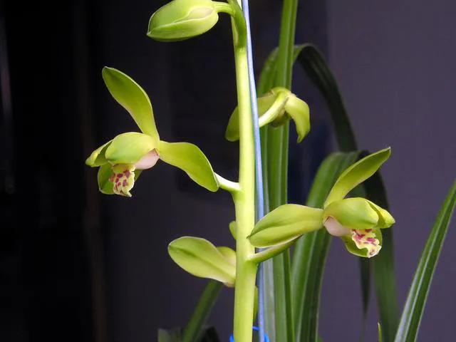 蕙兰老八种图片,蕙兰新八种图片高清