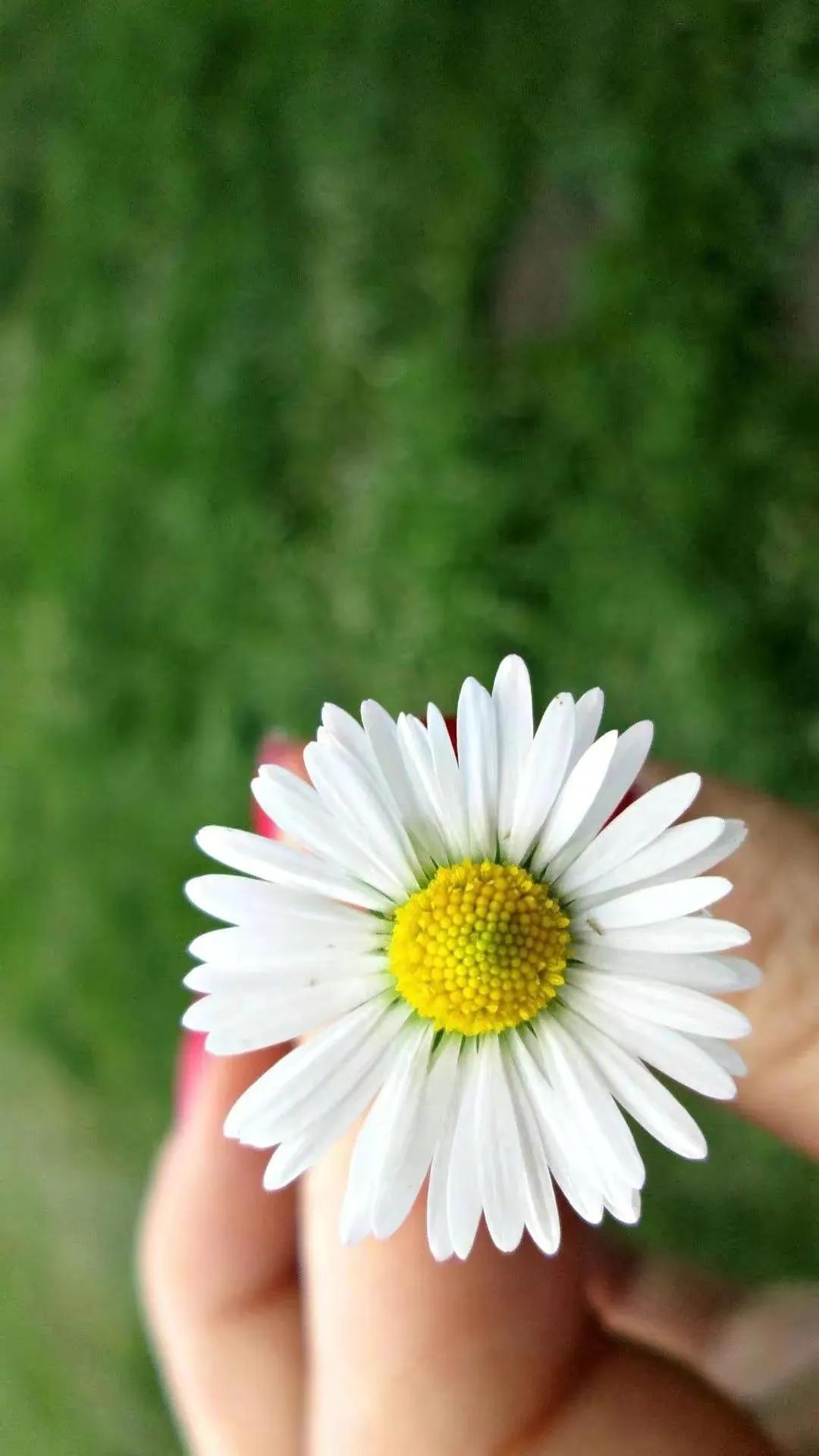 顶级绝美花朵壁纸娇艳欲滴的玫瑰,华为手机壁纸高清全面屏唯美花朵