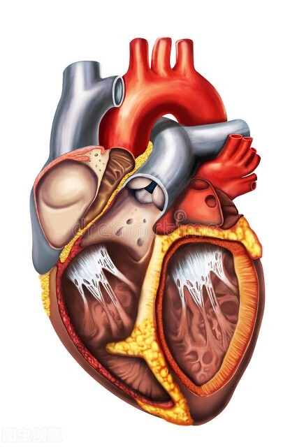 窦性心律不齐体检还要复查吗,窦性心律还要做心脏彩超吗