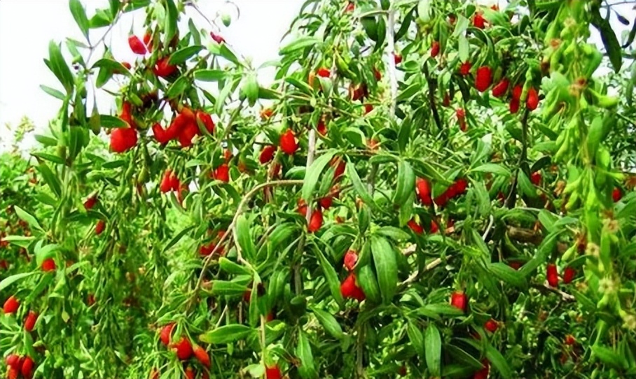 一味地骨皮泡水喝的功效,地骨皮的功效秘方