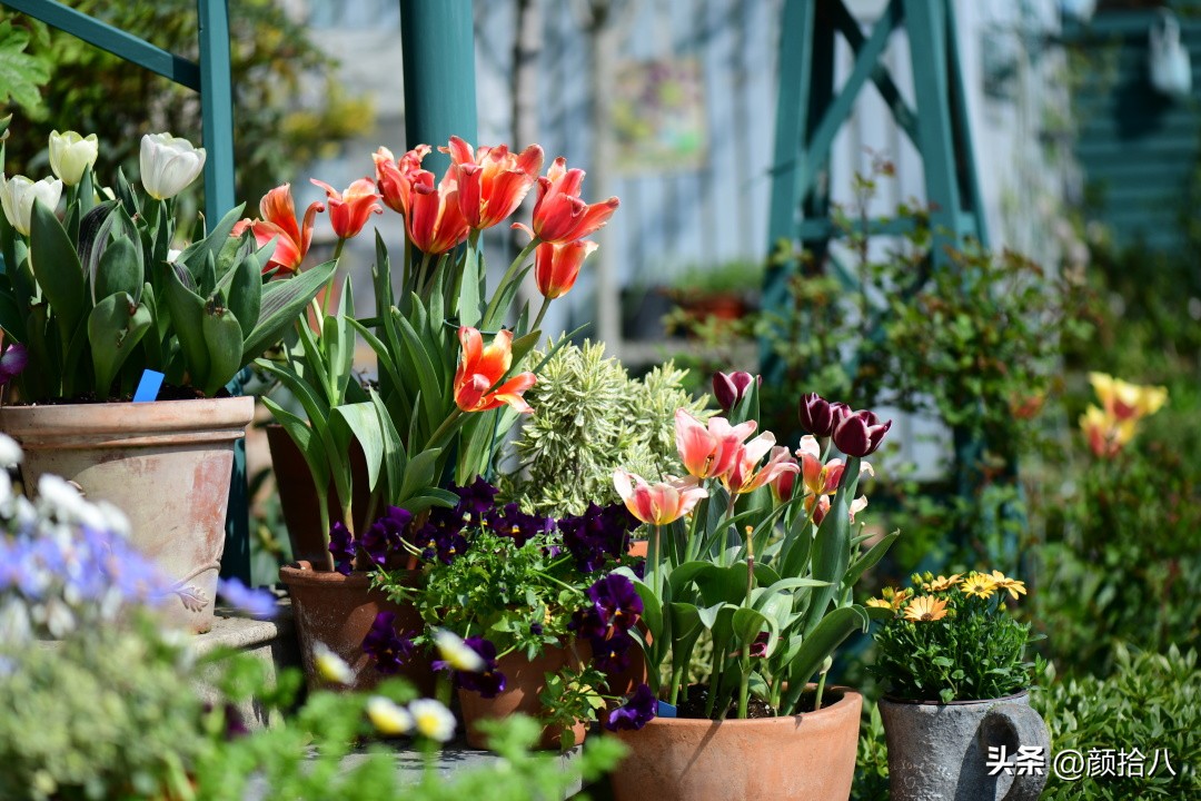 河马花园最耐阴植物,最漂亮的花园里的郁金香