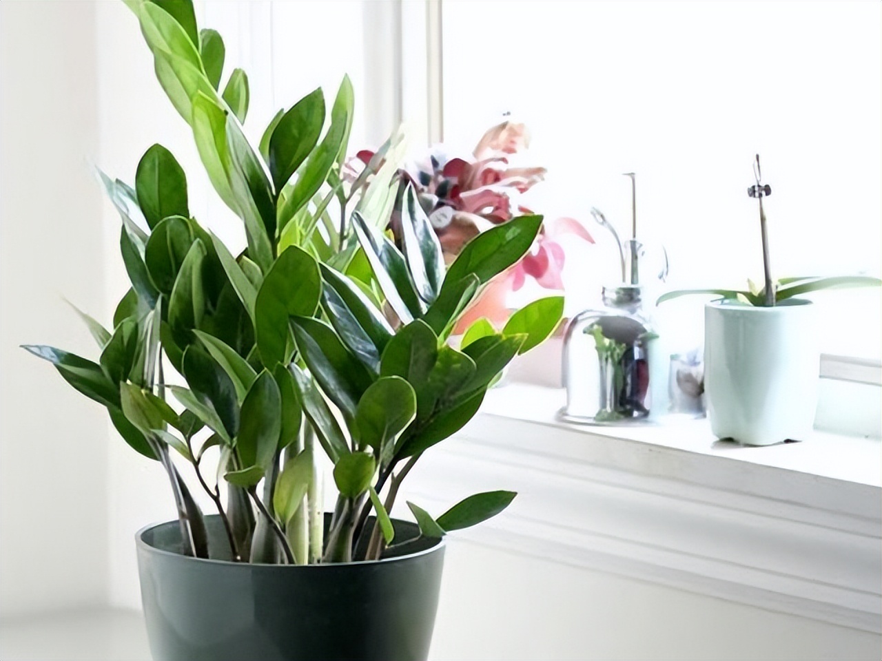 适合在北方养的吉利花,越养越吉利的三种花富贵花