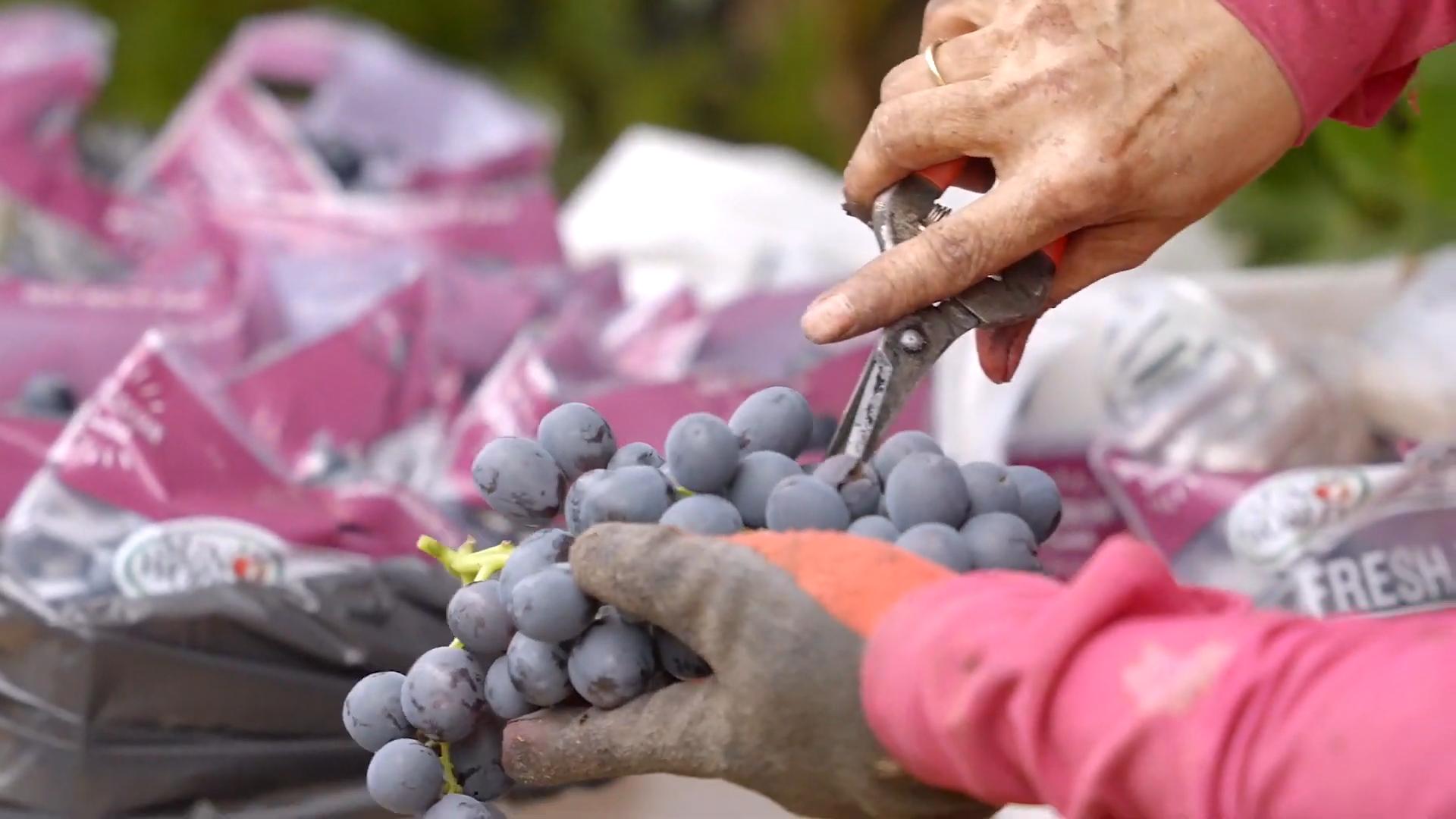 台湾水果滞销10万斤,茂谷柑销量