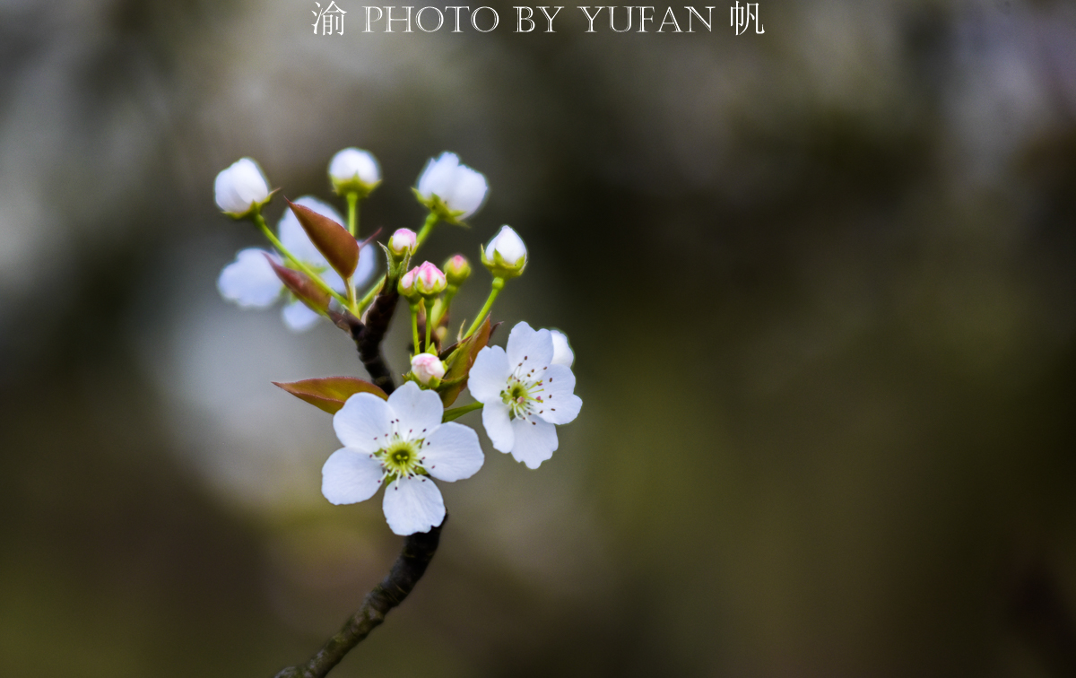 潼南油菜花旅游攻略,美好春日潼南赏花地图快来get