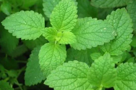 薄荷好处多又多夏日需常备,薄荷你知道有哪些妙用吗