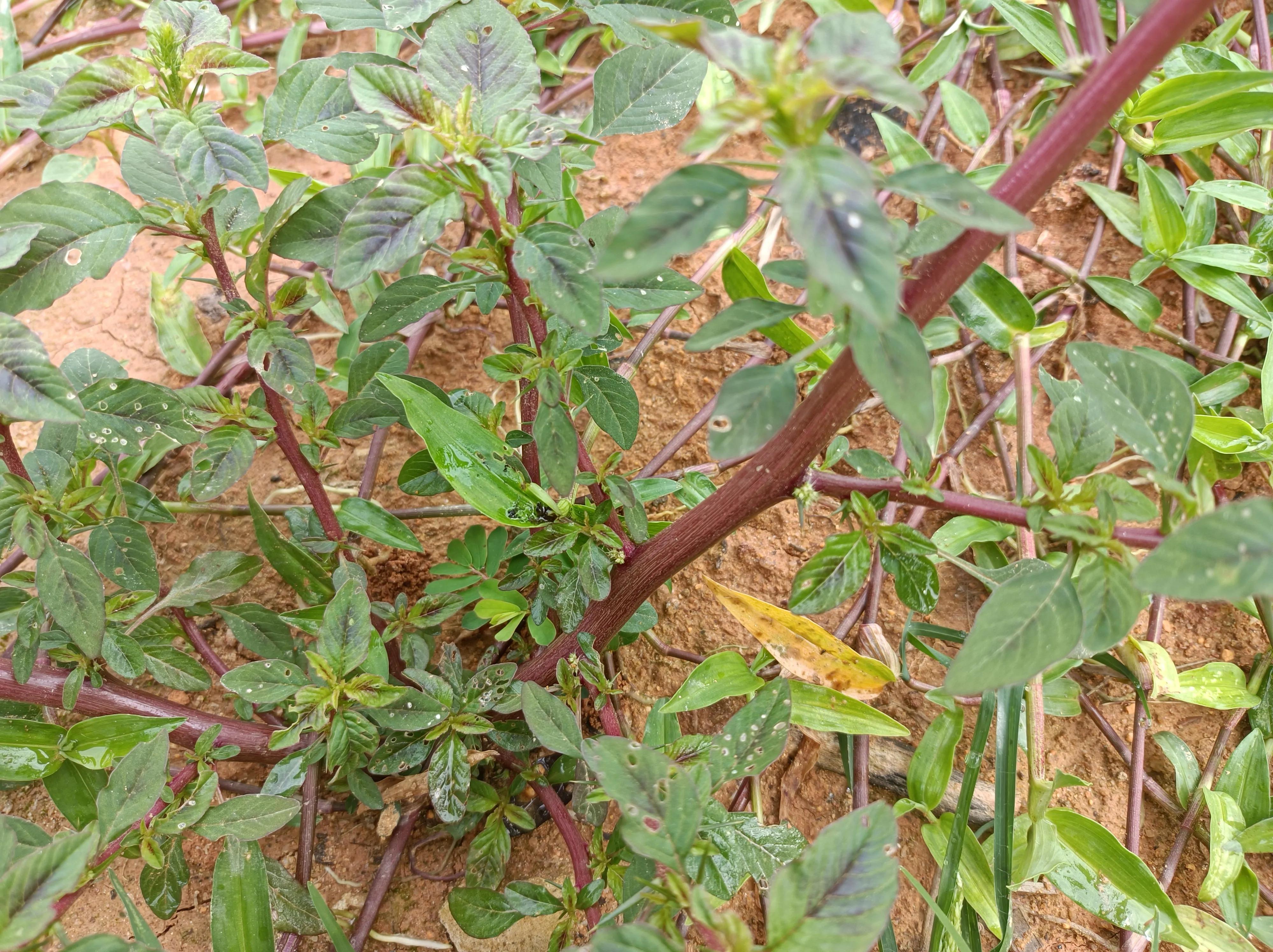 根部和人参相似的野菜,农村这野菜被称土人参