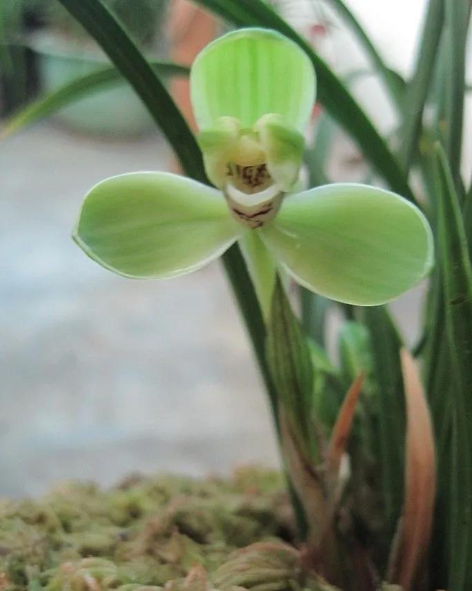 兰花宋梅的故事,宋梅故事