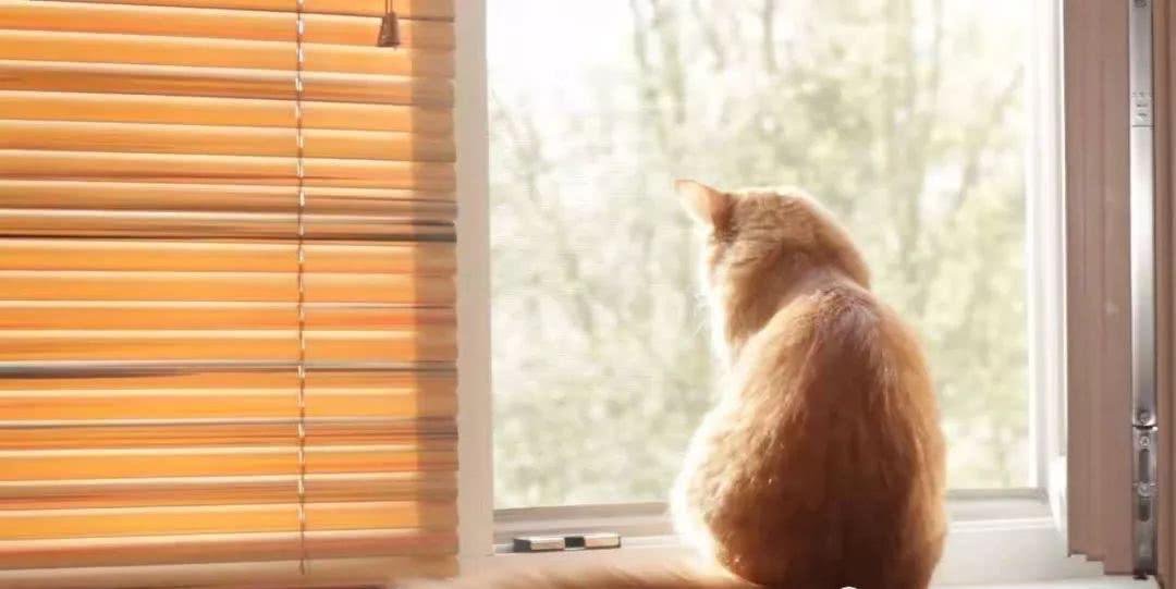 猫咪自己在家太孤单了怎么办啊 (猫咪有这些行为说明被照顾得很好)