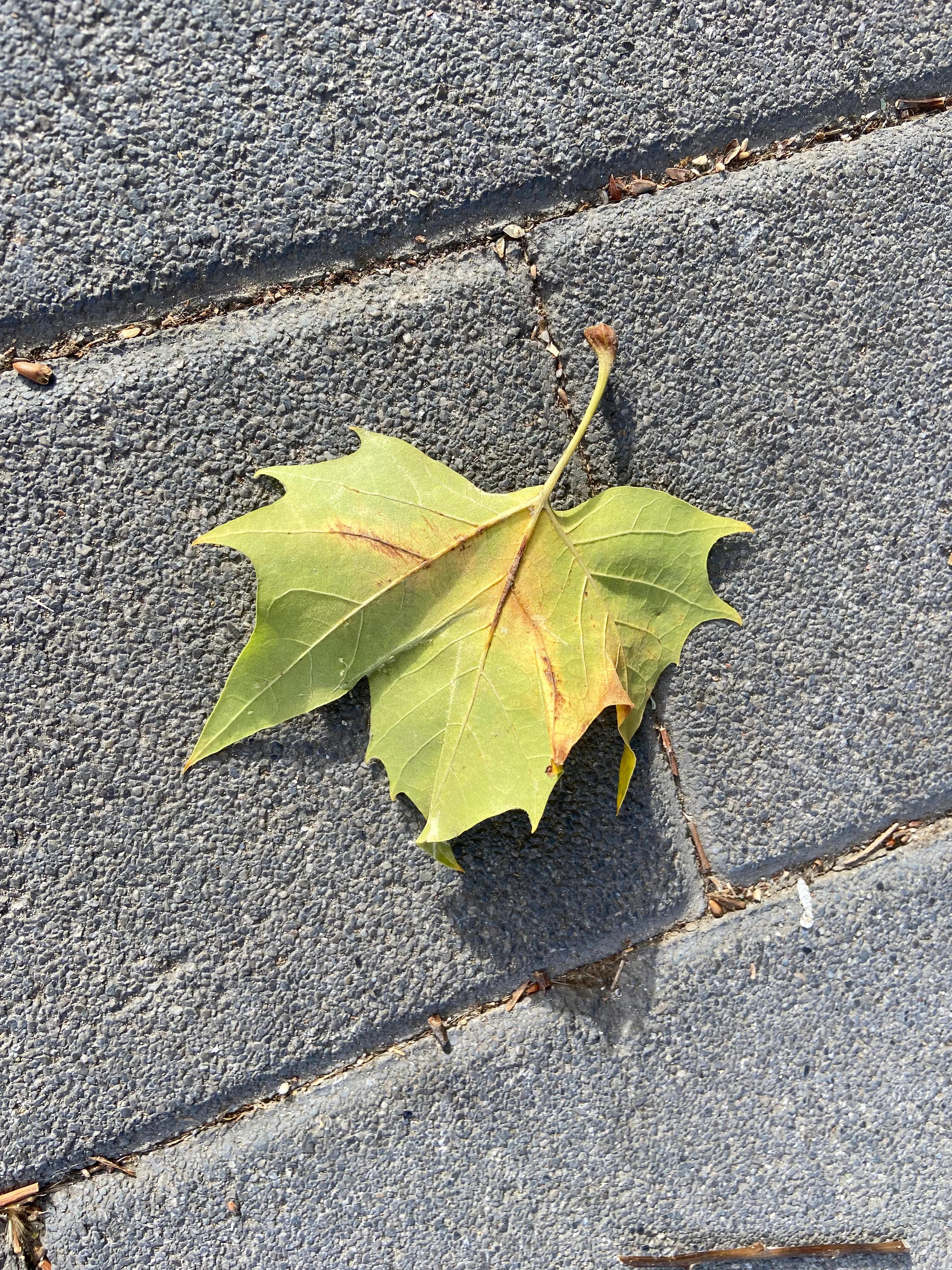 秋色现场直播同济路,秋色现代诗ppt