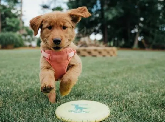 狗狗毛发粗糙用什么洗护,狗狗的毛发不顺最简单的方法