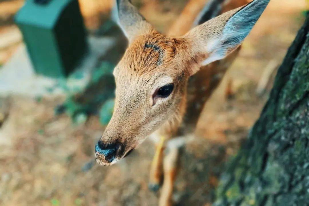 张家港农场网红打卡,周边农场网红打卡点创意