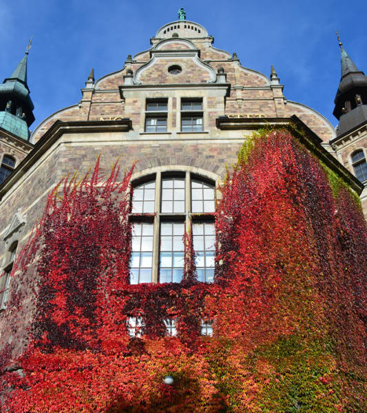 104个真实有趣照片，火箭穿过云层，神奇的手指，野猪的美好生活