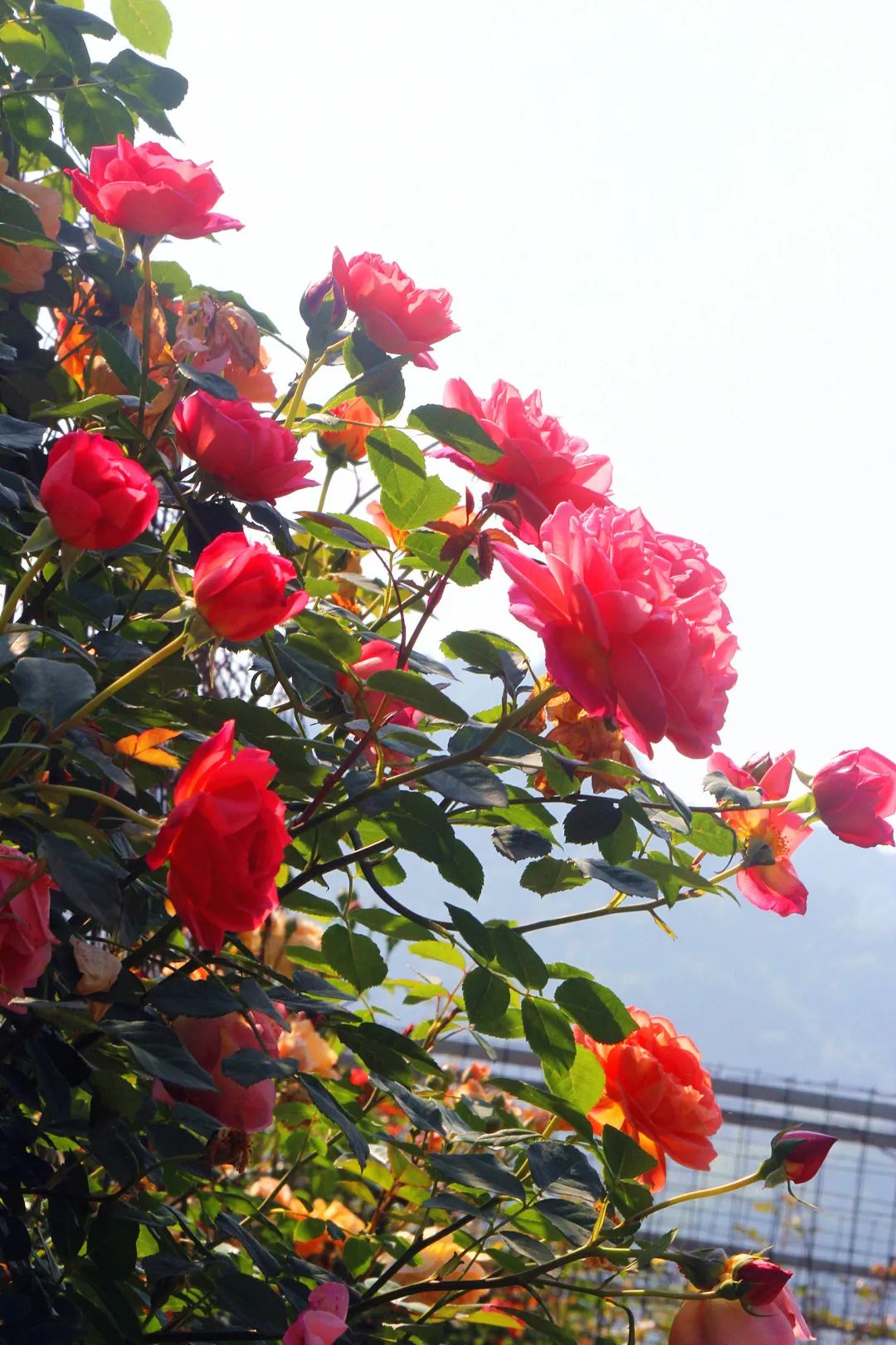 大寨玫瑰花海迷宫,花海迷宫大寨