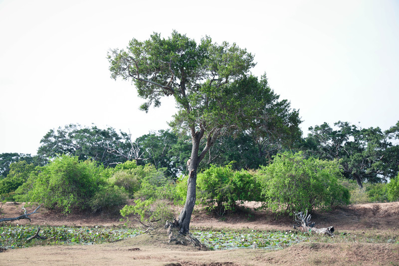 斯里兰卡旅游攻略必去景点,斯里兰卡旅游攻略最佳时间