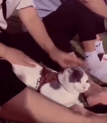 我家猫尿进了洗衣篓里，我爸为了包庇猫说，是他尿的···