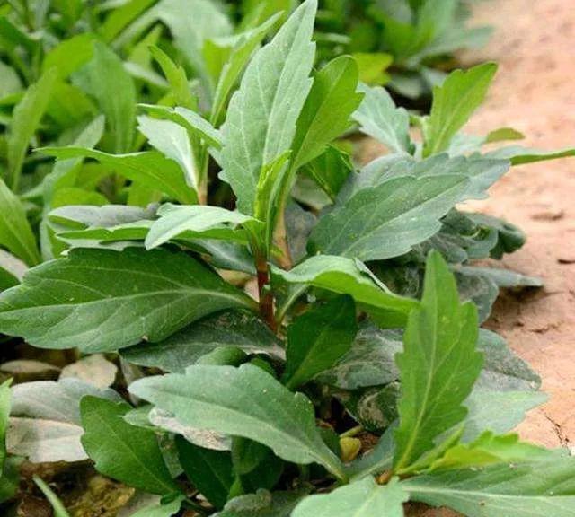 挑马兰头完整视频,野外挑马兰头