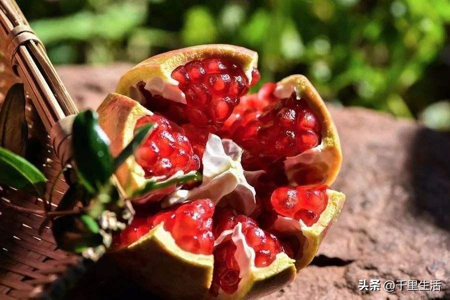 突尼斯软籽石榴和河阴石榴的区别,正宗原产地突尼斯第一名软籽石榴