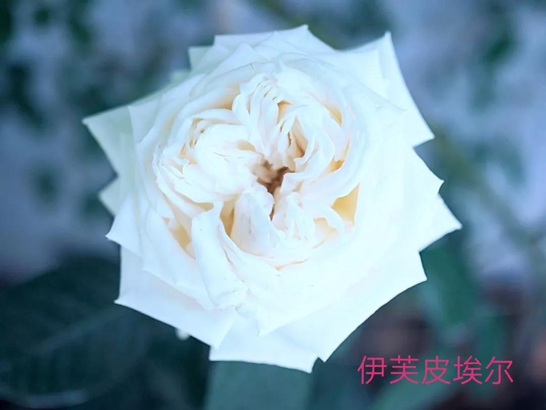 花店卖的切花月季品种,切花月季冬季修剪方法