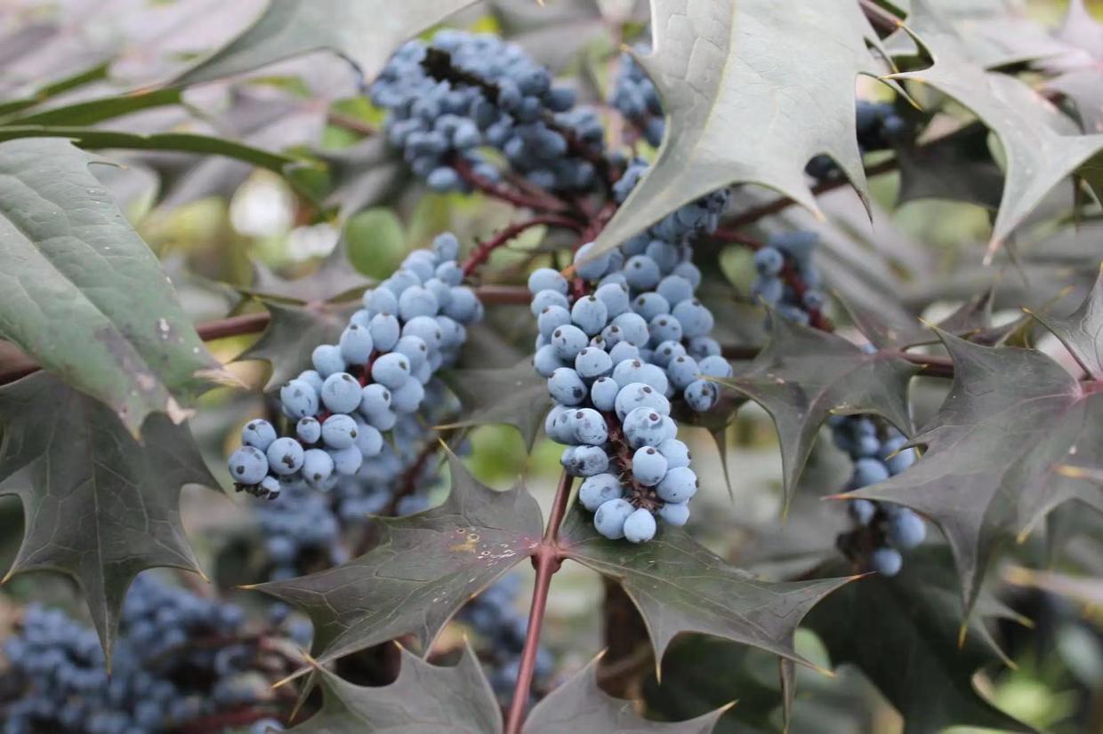 阔叶十大功劳和狭叶十大功劳,十大功劳为什么叫十大功劳