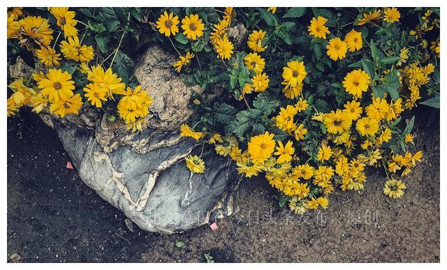 军婚离婚的真实经历,军婚在怎么样的情况下会离婚