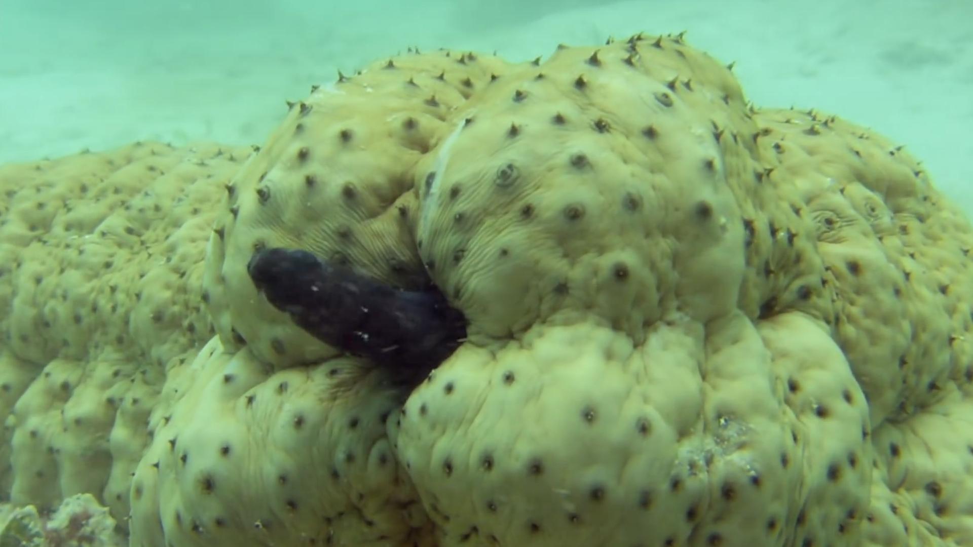 隐鱼和海参是什么关系,隐鱼和海参真实影像