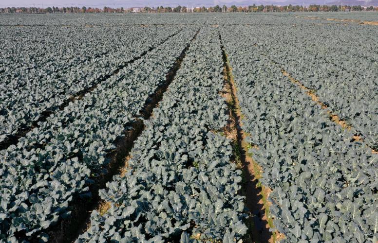 一颗普通水果竟被卖到一亿,市场价10元一斤的蔬菜