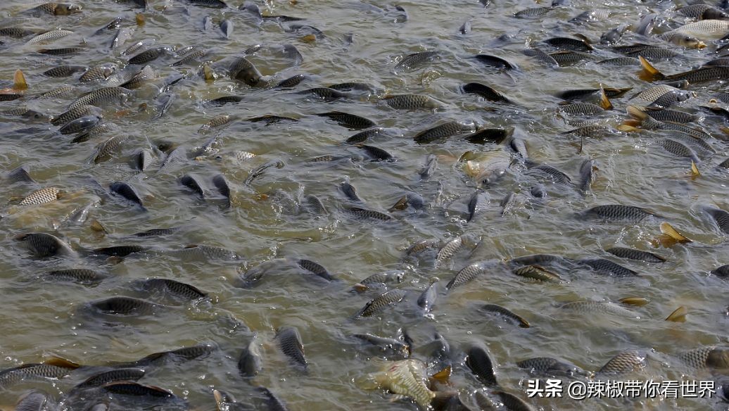 宁德大黄鱼之乡攻略,霞浦大黄鱼之乡图片