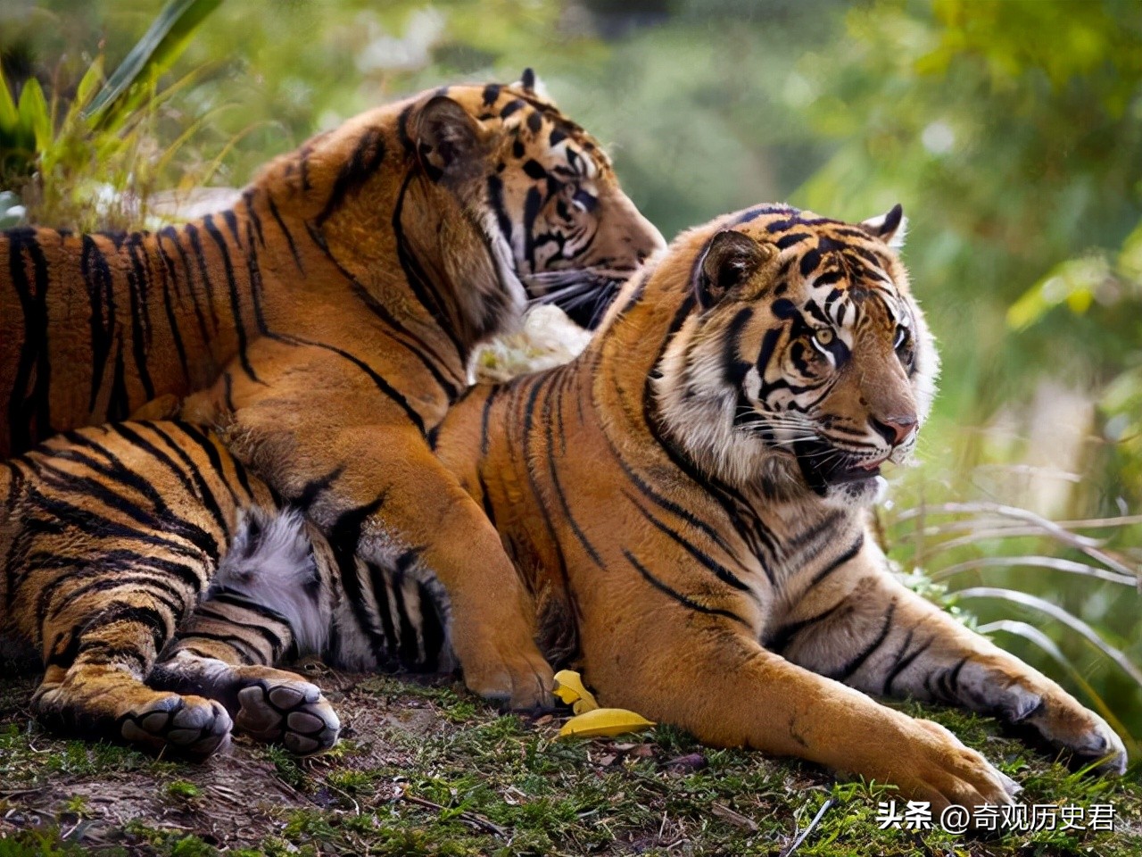 雄性动物进化器官,雄性生物生殖进化