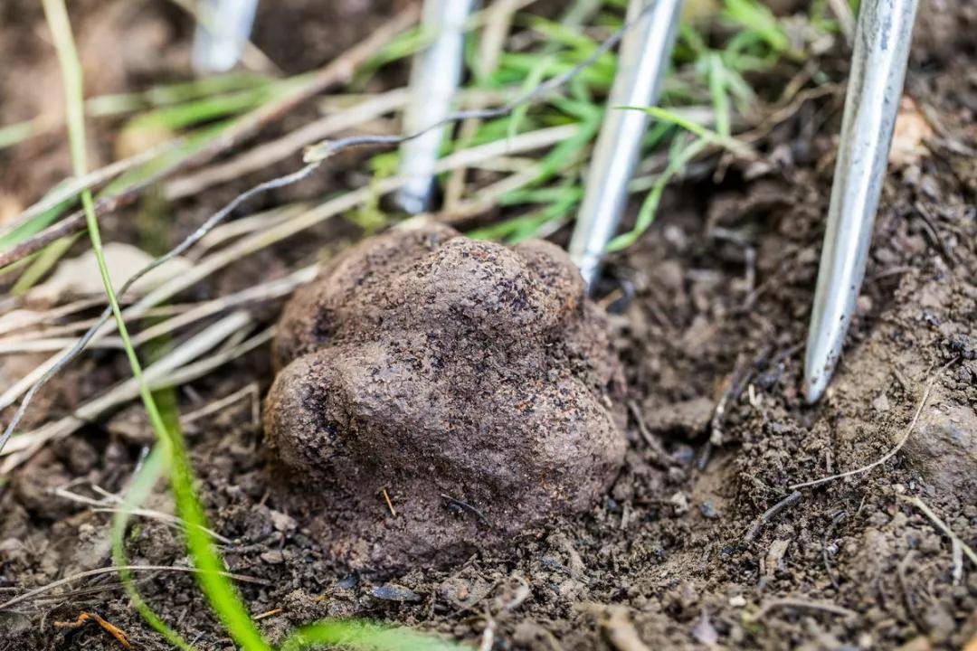 1人1猪搜寻深山里的“黑球球”，国外当宝国内喂猪，一公斤卖1500