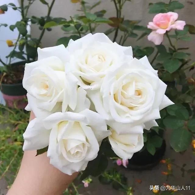 大花浓香勤花的月季品种,大花月季品种介绍大全图片及价格