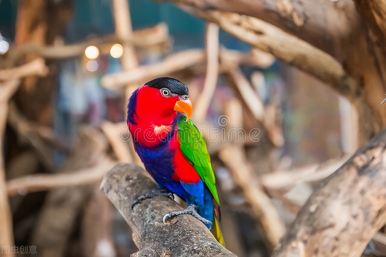 鹦鹉的眼睛有白膜肿起是什么问题,鹦鹉眼睛长白膜会自己恢复吗