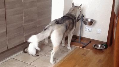 哈士奇西伯利亚雪橇犬,纯种西伯利亚雪橇犬哈士奇