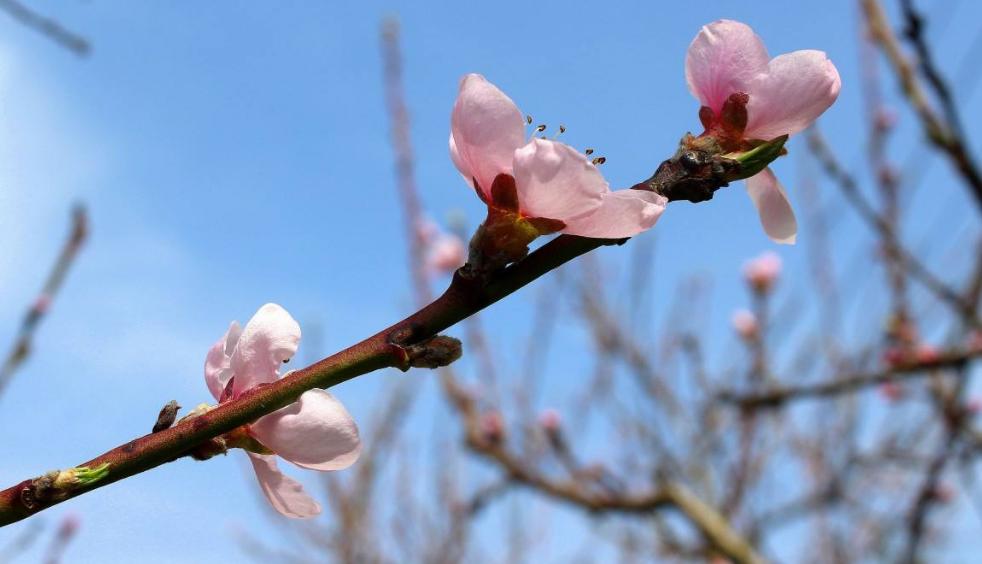 读10首春日诗词充满了希望和力量,最经典早春诗词