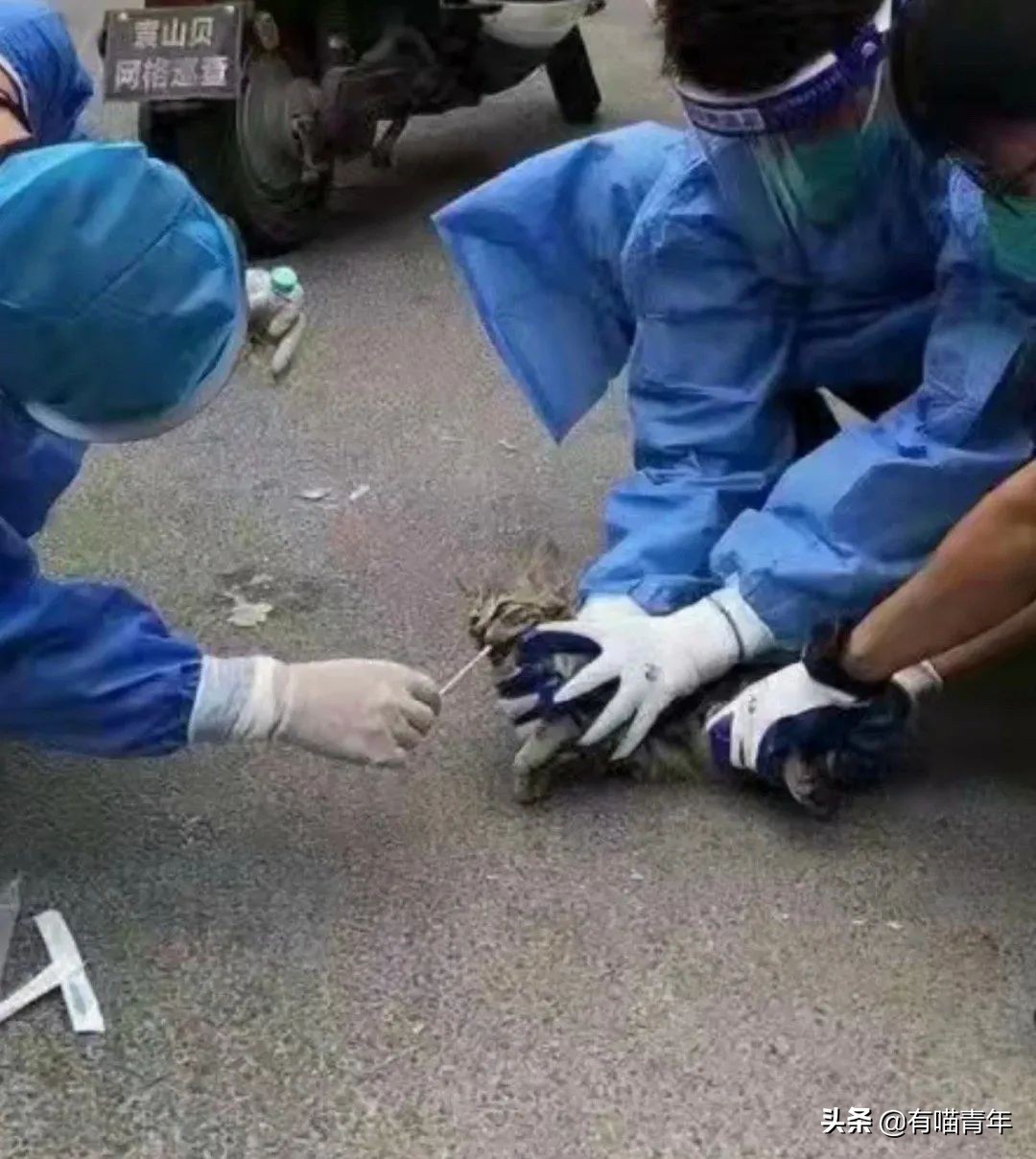 猫核酸检测有必要做吗,猫做核酸粤语视频