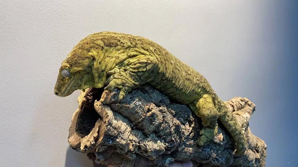 90后隐秘的爬宠圈：一条蛇卖几十万、像开盲盒一样上瘾……