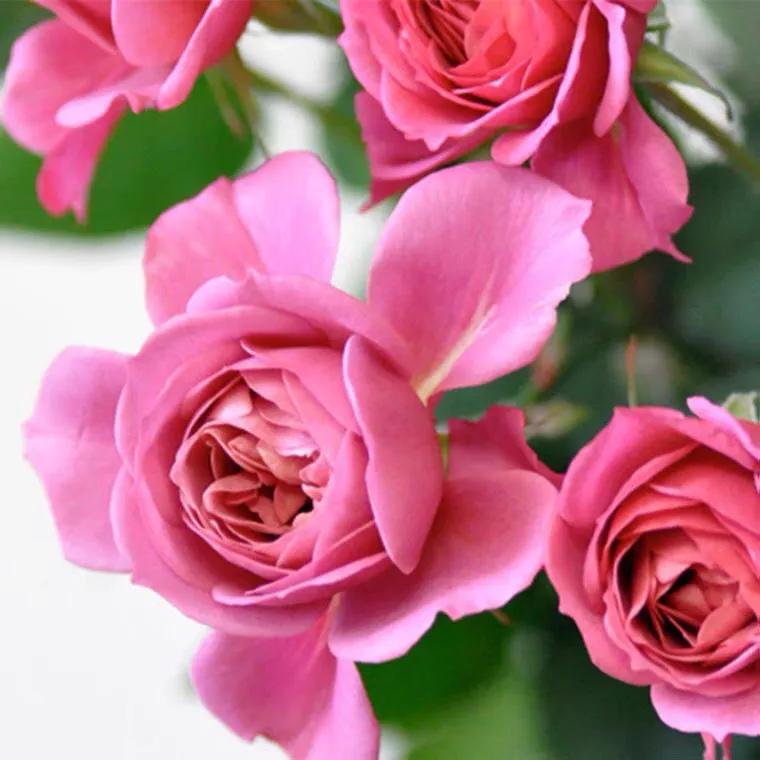 葵系列的月季,高贵浪漫的仙女月季