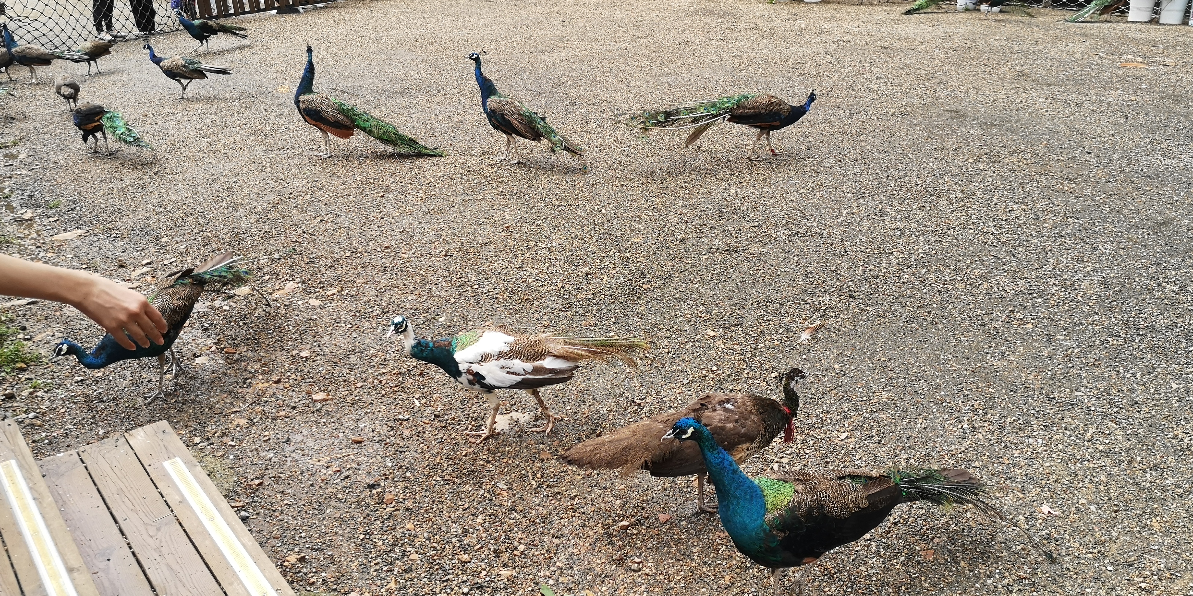 天津上乐园蓟县旅游攻略,天津蓟州太平寨旅游