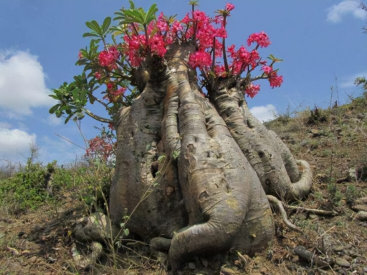 十种养不死的室内花,十种不容易生虫的花