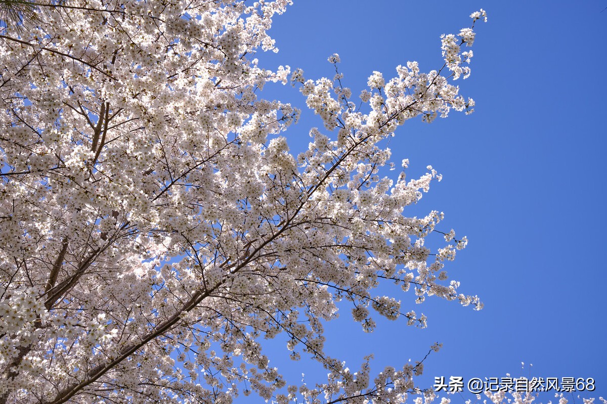 十七个赏樱花的好去处,适合看樱花的景点