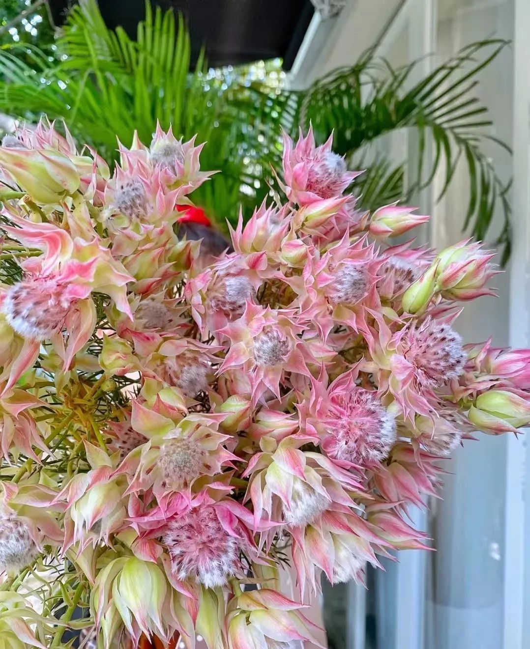 情人节送花送点酒,情人节送花不知道要送什么