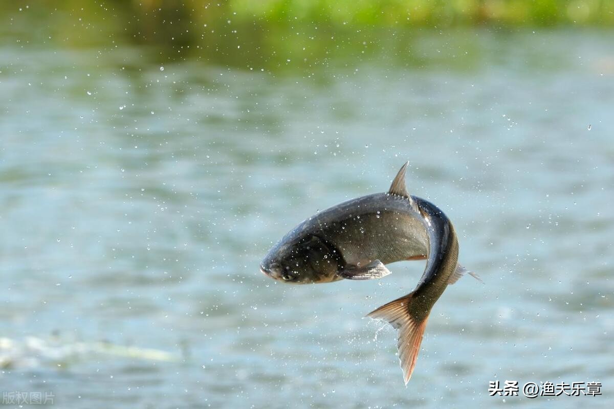 鱼都是几点出来觅食的,鱼晚上几点吃东西