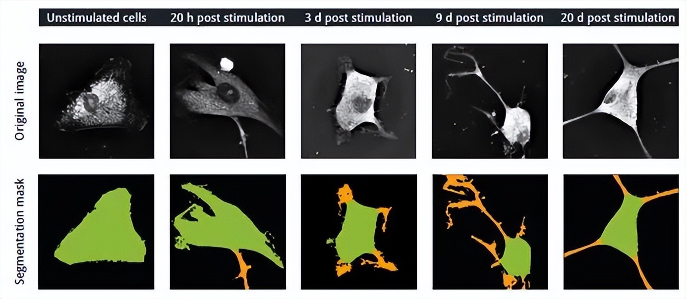 nanolive显微镜,nanolive3d活细胞成像