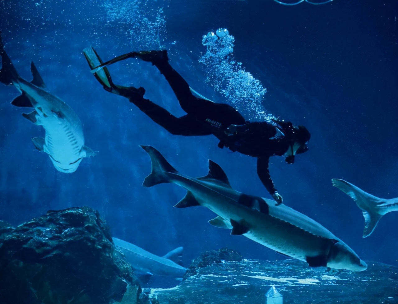 十年禁渔看长江鱼群物种更多样,长江禁渔仅两年就鱼群翻涌