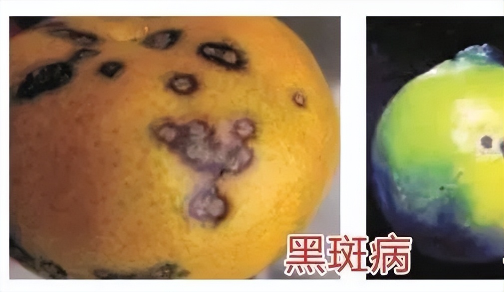 柑橘转色期退糖了怎么办,柑橘转色期间果子软