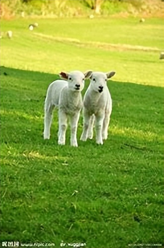值得一看的侦探推理小说,能推荐几本悬疑侦探小说